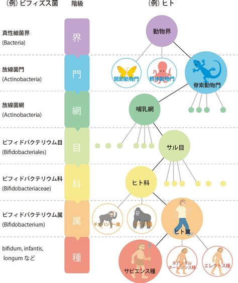 界門綱目科屬種口訣|分類ってなに？ー「界・門・綱・目・科・属・種」の。